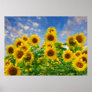 Poster Campo de Girassóis, flores lindas,