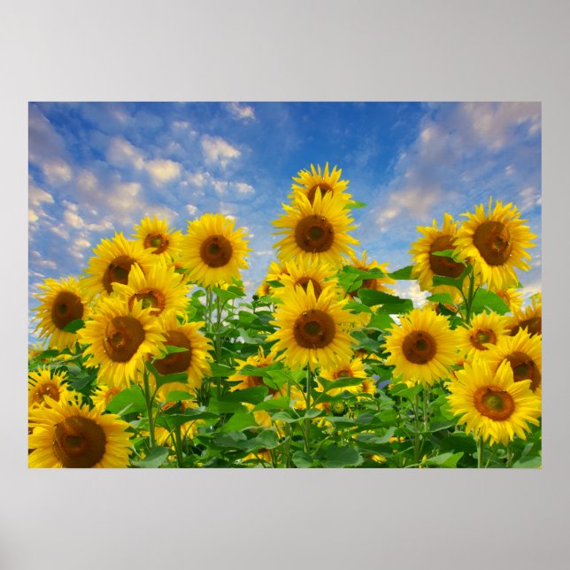 Poster Campo de Girassóis, flores lindas, (Frente)