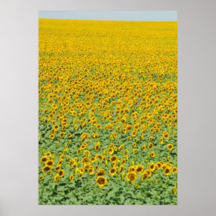 Poster Campo de girassol amarelo