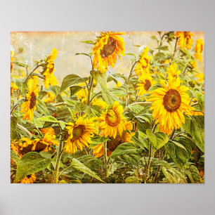 Poster Campo de girassol desacoplamento Vintage amarelo