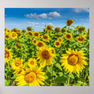 Poster Campo de girassol, dia ensolarado de verão.
