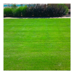 Pôster Campo de Grass Perfect Poster