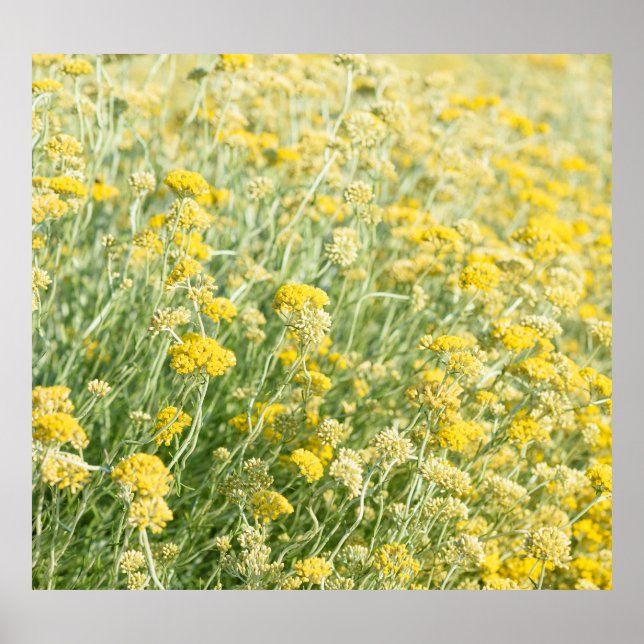 Poster Campo de Helichrysum italicum, vista de aproximaçã (Frente)