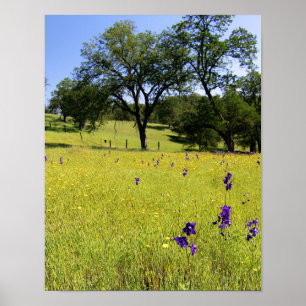 Pôster Campo de Larkspur, cerca
