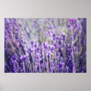 Poster Campo de lavanda