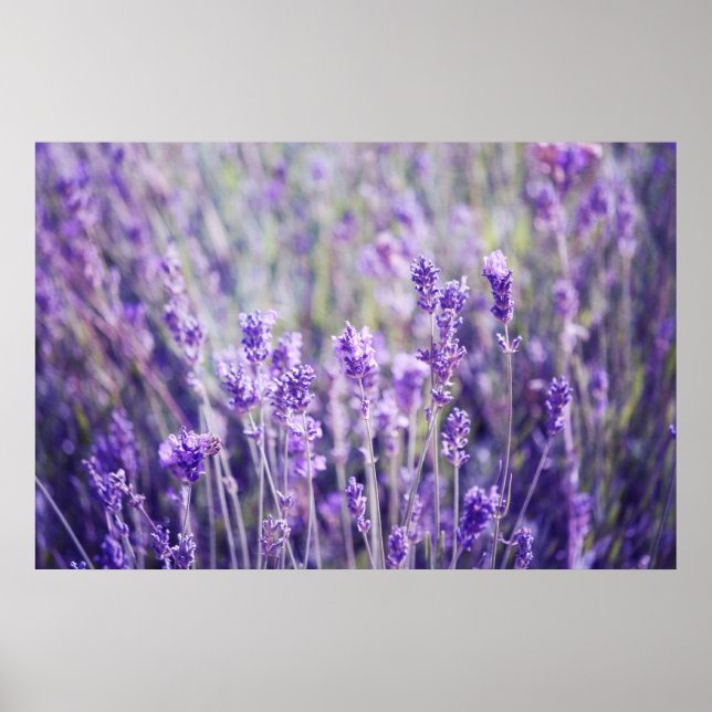 Poster Campo de lavanda (Frente)
