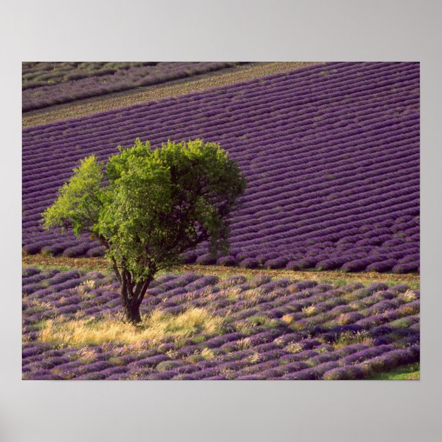 Pôster Campo de lavanda em Alta Provença, França (Frente)