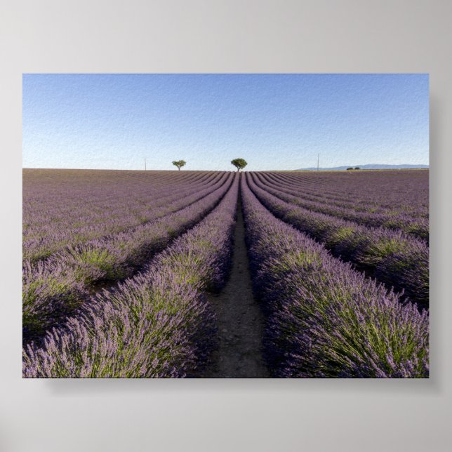 Poster Campo de lavanda na Provença (Frente)