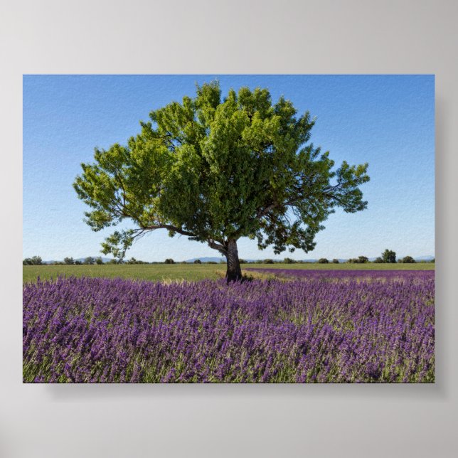 Poster Campo de lavanda na Provença (Frente)