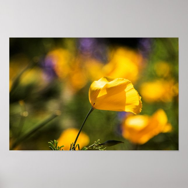 Poster Campo de papoila dançante (Frente)