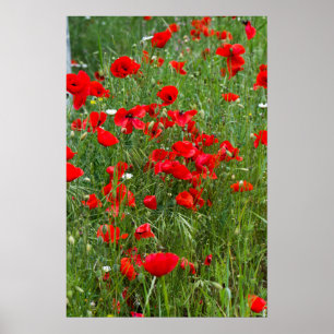 Poster Campo de papoila vermelha
