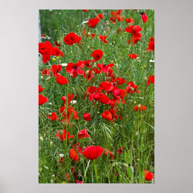 Poster Campo de papoila vermelha (Frente)