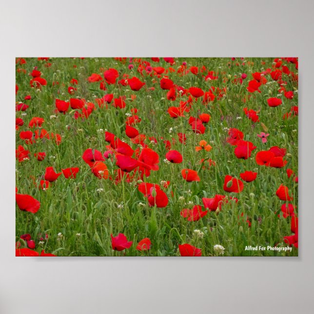Poster Campo de Papoulas (Frente)
