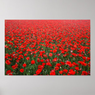 Poster Campo de Papoulas Vermelhas