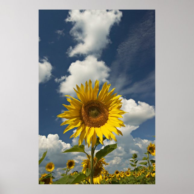 Poster Campo de Sunflower (Frente)