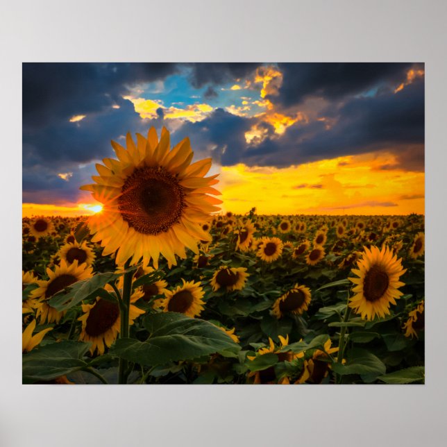 Poster Campo de Sunflower (Frente)