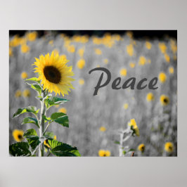 Poster Campo de Sunflower, Black & White, Paz