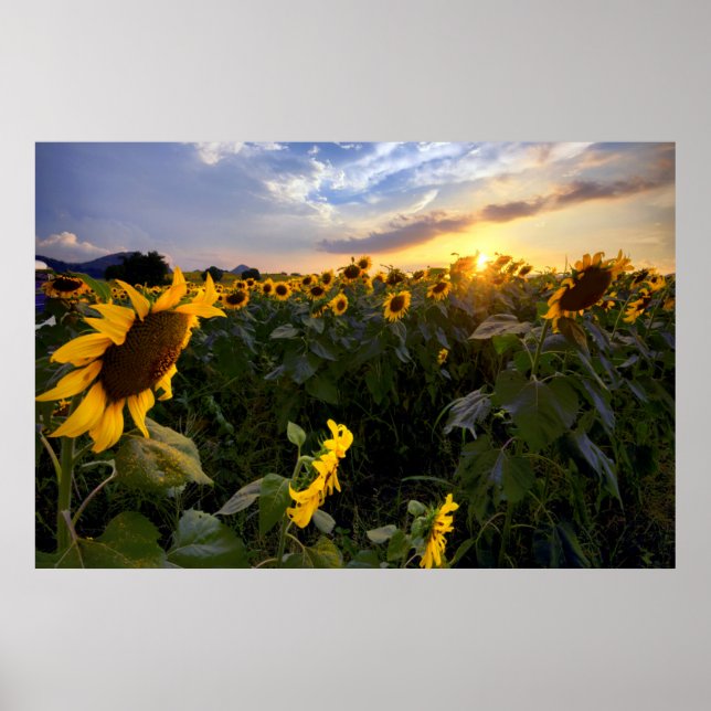 Poster Campo de Sunflower Blooming (Frente)