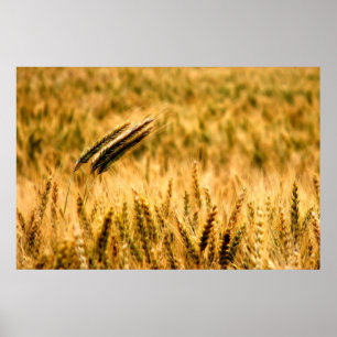 Poster Campo de trigo