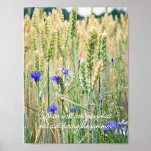 Poster Campo de trigo com flores azuis