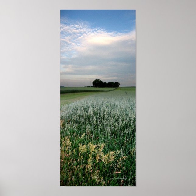 Poster Campo de trigo no centro-oeste (Frente)