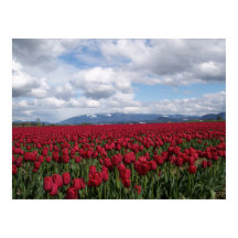 Campo de Tulip Vermelho
