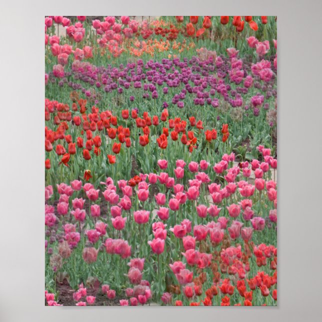Poster Campo De Tulipas (Frente)