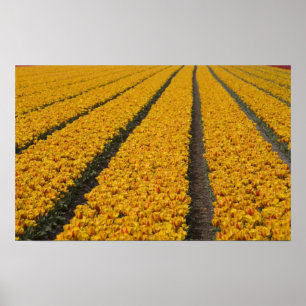 Pôster Campo de tulipas, Holanda