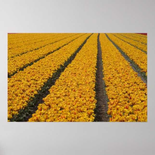 Pôster Campo de tulipas, Holanda (Frente)