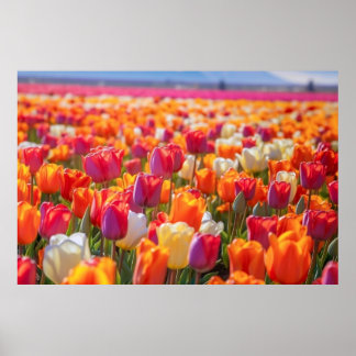 Poster Campo de Tulipas no Bloom de Cheio