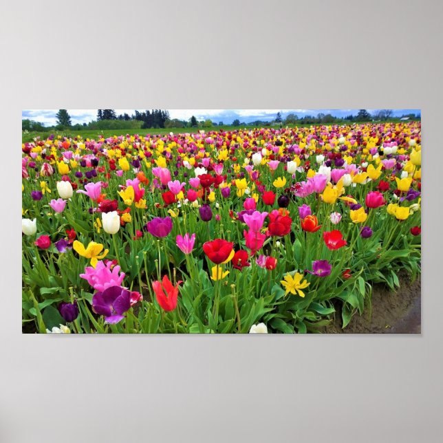 Poster Campo de Tulipas, Oregon (Frente)