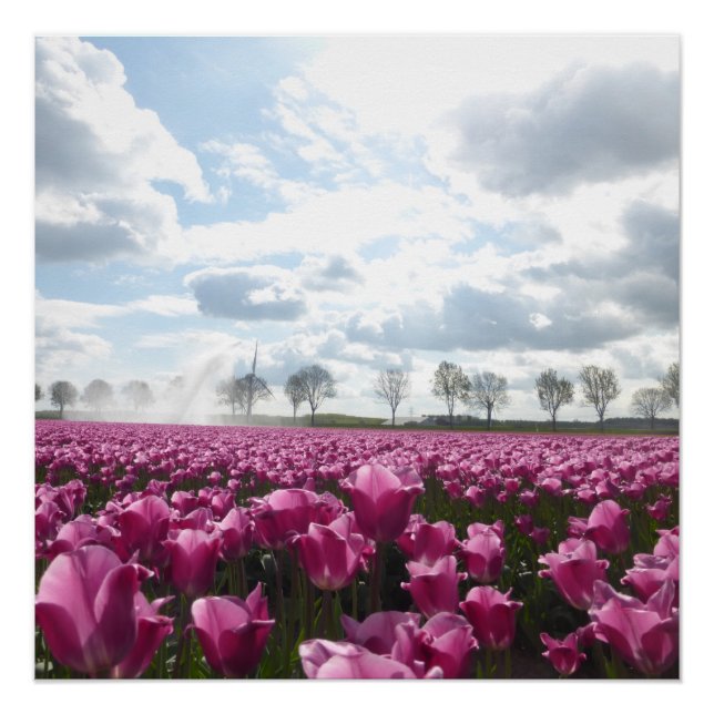 Pôster Campo de Tulipas Rosa com Poster do Céu Azul (Frente)
