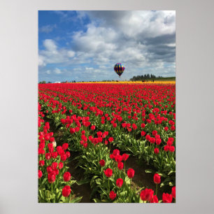 Poster Campo de Tulipas Vermelhas com Balão de Ar Quente