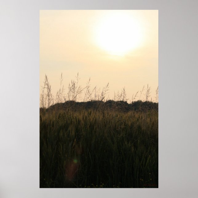 Pôster Campo de Verão (Frente)