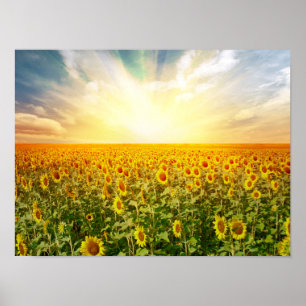 Poster Campo do girassol no por do sol
