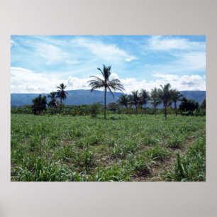 Pôster Campo haitiano