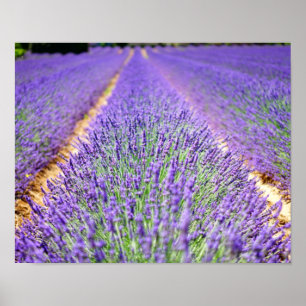 Poster Campo Lavanda
