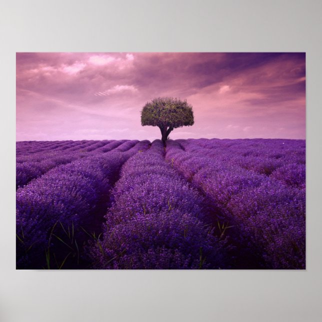 Poster campo lavanda (Frente)