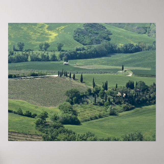 Pôster Campo perto de Montepulciano, Val d'Orcia, (Frente)