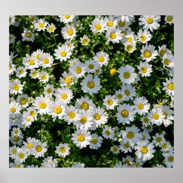 Poster Campo primavera Daisy: Fundo Serene (Frente)