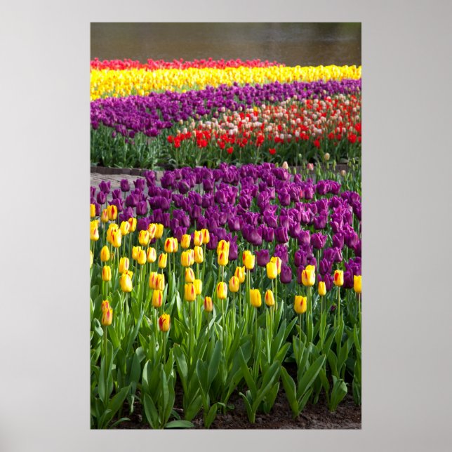 Poster Campo Tulip (Frente)