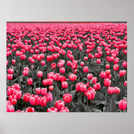 Poster Campo Tulipas Rosa