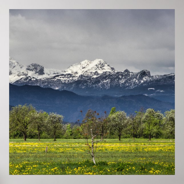 Poster Campo verde com alpes de neve (Frente)