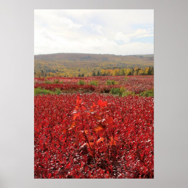 Poster Campo Vermelho (Frente)