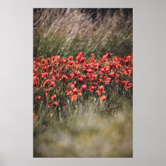 Poster Campo Vibrante de Papoulas em Flandres