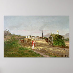 Poster Camponeses que recolhem cana-de-açúcar