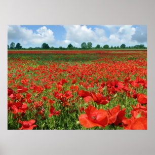 Poster Campos da papoila