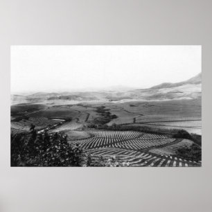 Pôster Campos de abacaxi no Havaí FotografiaHavaí