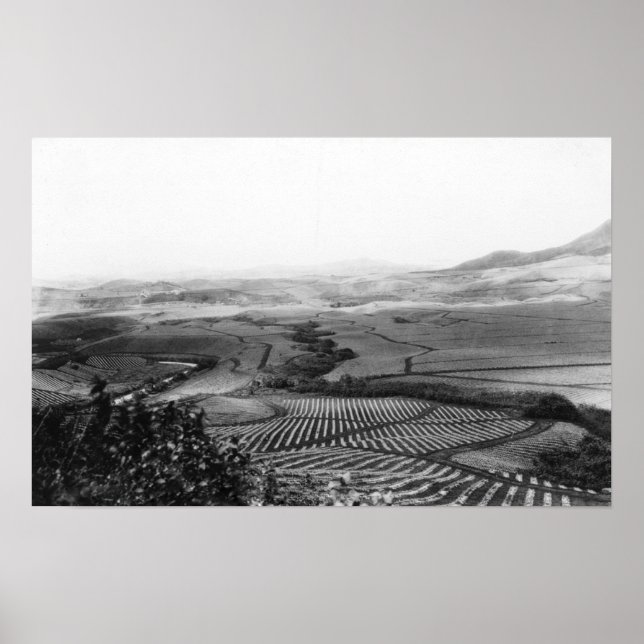 Pôster Campos de abacaxi no Havaí FotografiaHavaí (Frente)