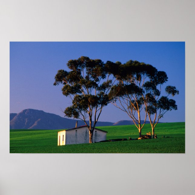 Pôster Campos de Algodão e Trigo do Trabalhador de fazend (Frente)